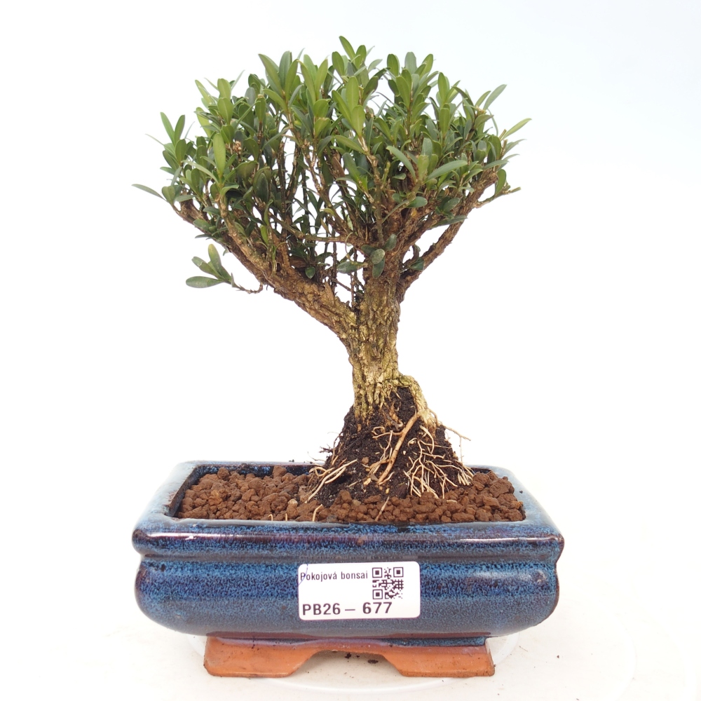 Pokój bonsai - Buxus harlandii - buxus korkowy