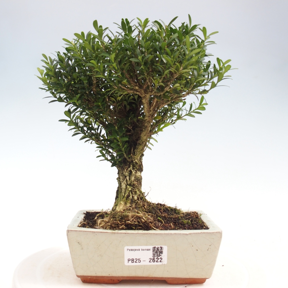 Pokój Bonsai - Buxus harlandii - Bukszpan korkowy