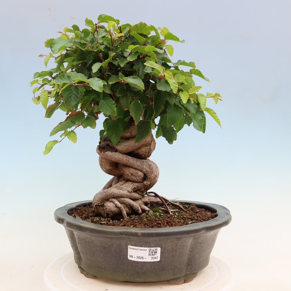 Outdoor bonsai - Carpinus coreana - grab koreański
