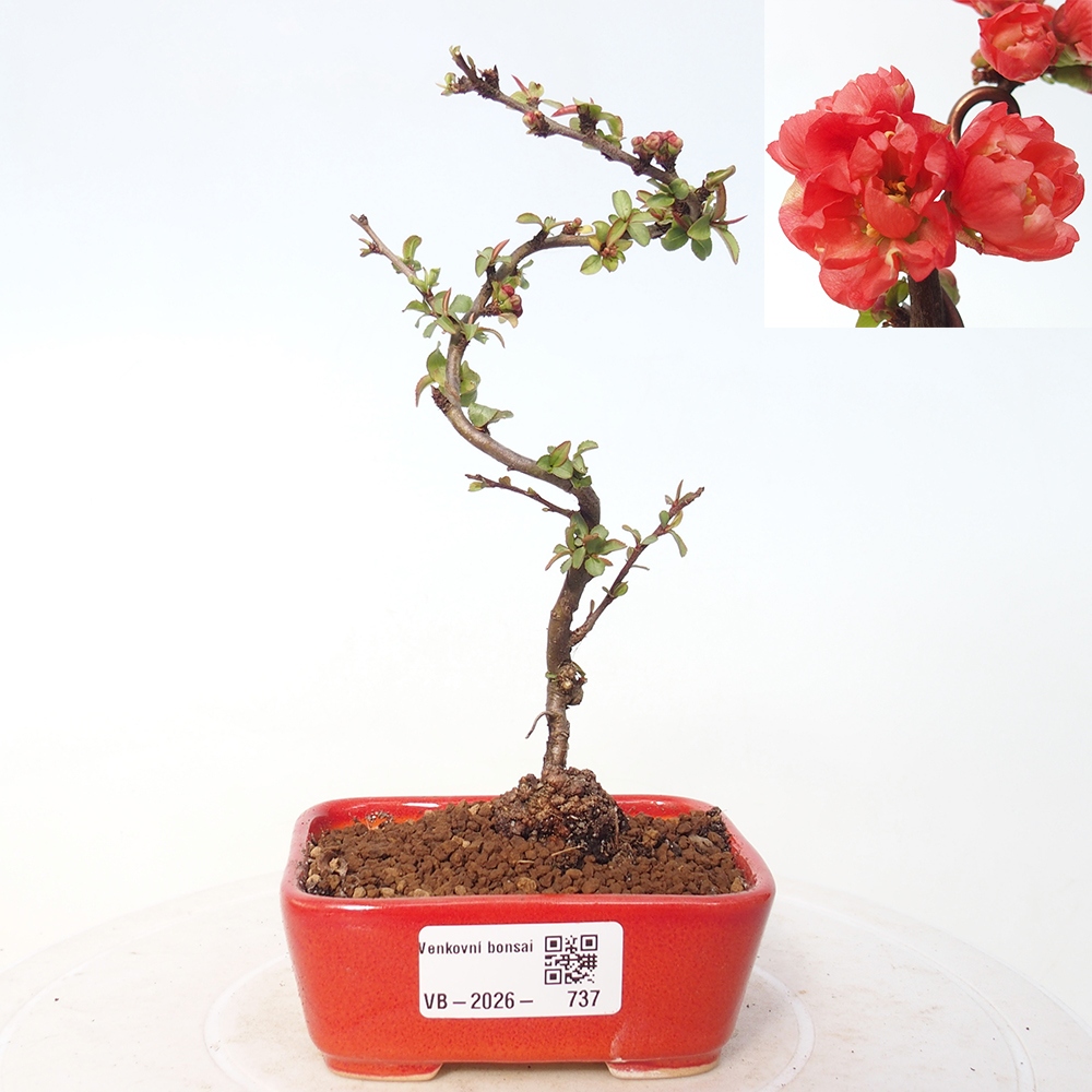 Outdoor bonsai - Chaneomeles s. Red Joy - Pigwa