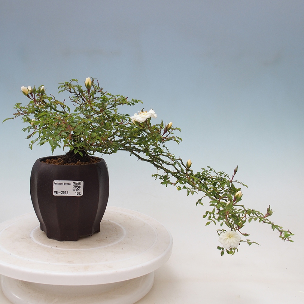 Bonsai na zewnątrz - Rosa Sea Foam - róża 
