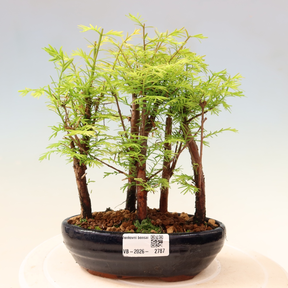 Bonsai ogrodowe – Metasequoia glyptostroboides – metasekwoja chińska – zagajnik