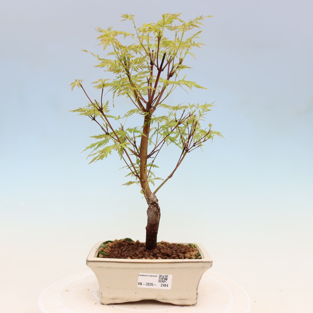 Outdoor bonsai - Acer palmatum Dissectum - Klon japoński 