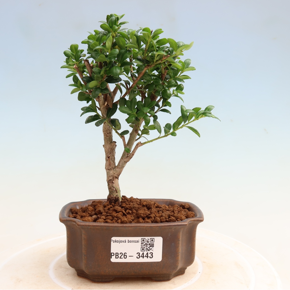 Pokój bonsai - Ilex crenata - Ostrokrzew