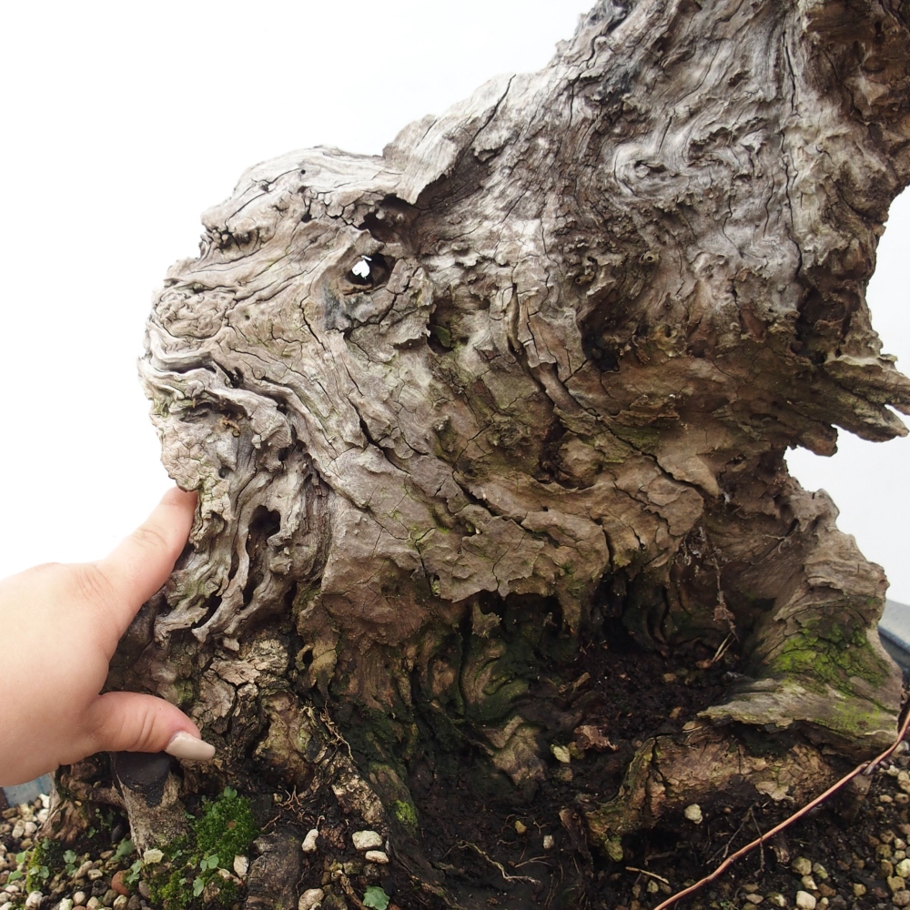 Kryte bonsai - Olea europaea sylvestris - Europejska oliwa z małych liści