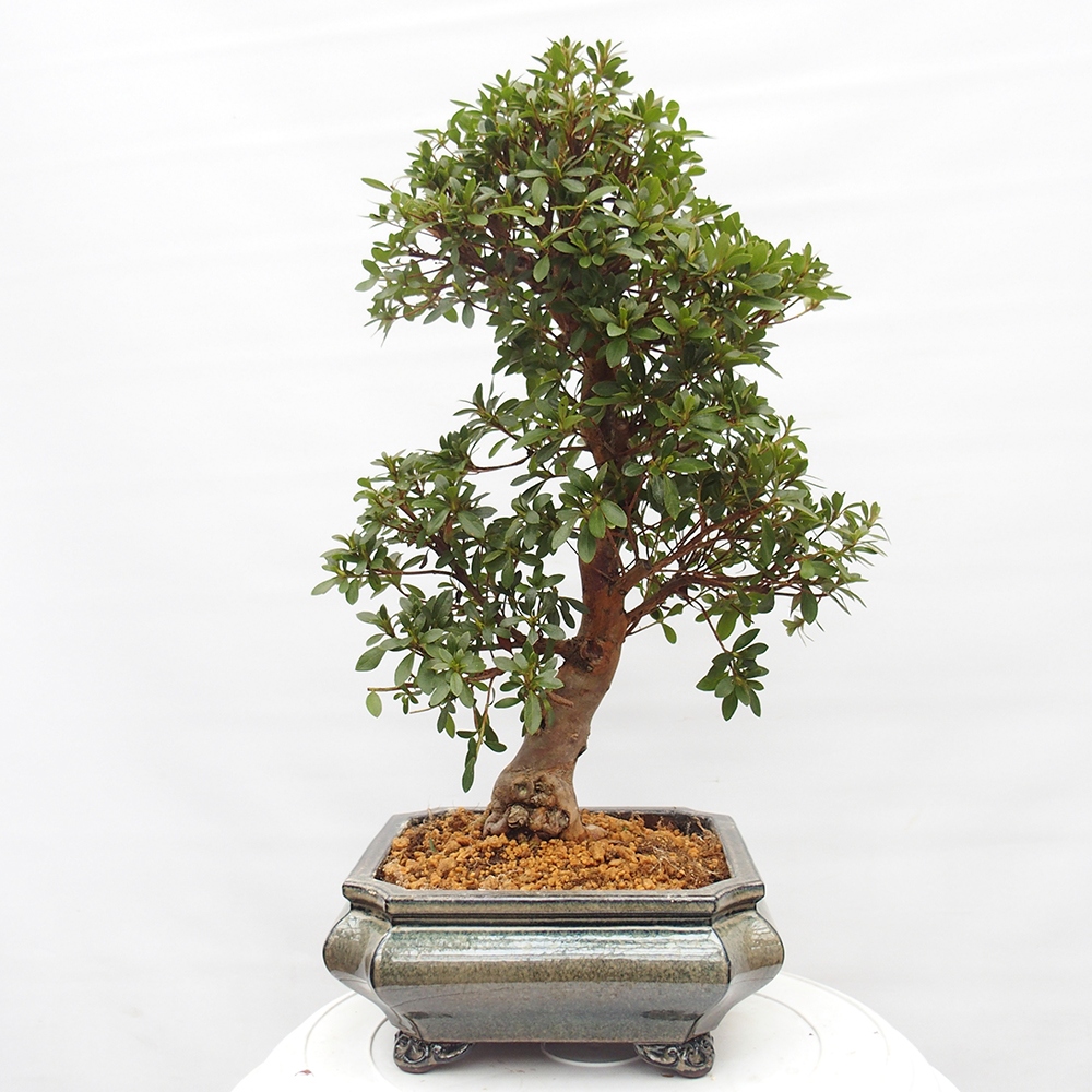 Bonsai zewnętrzne - Azalia japońska - Azalia satsuki