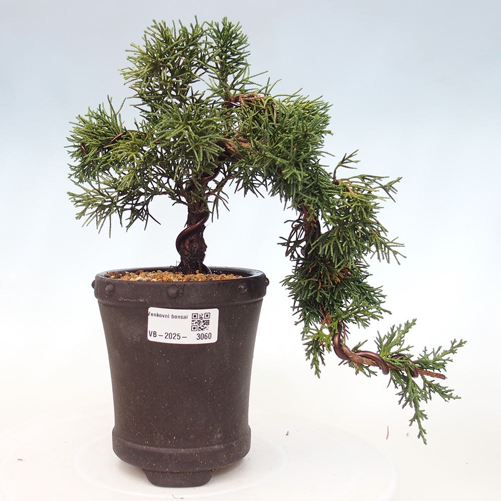 Bonsai zewnętrzne - Juniperus chinensis Kishu - Jałowiec chiński