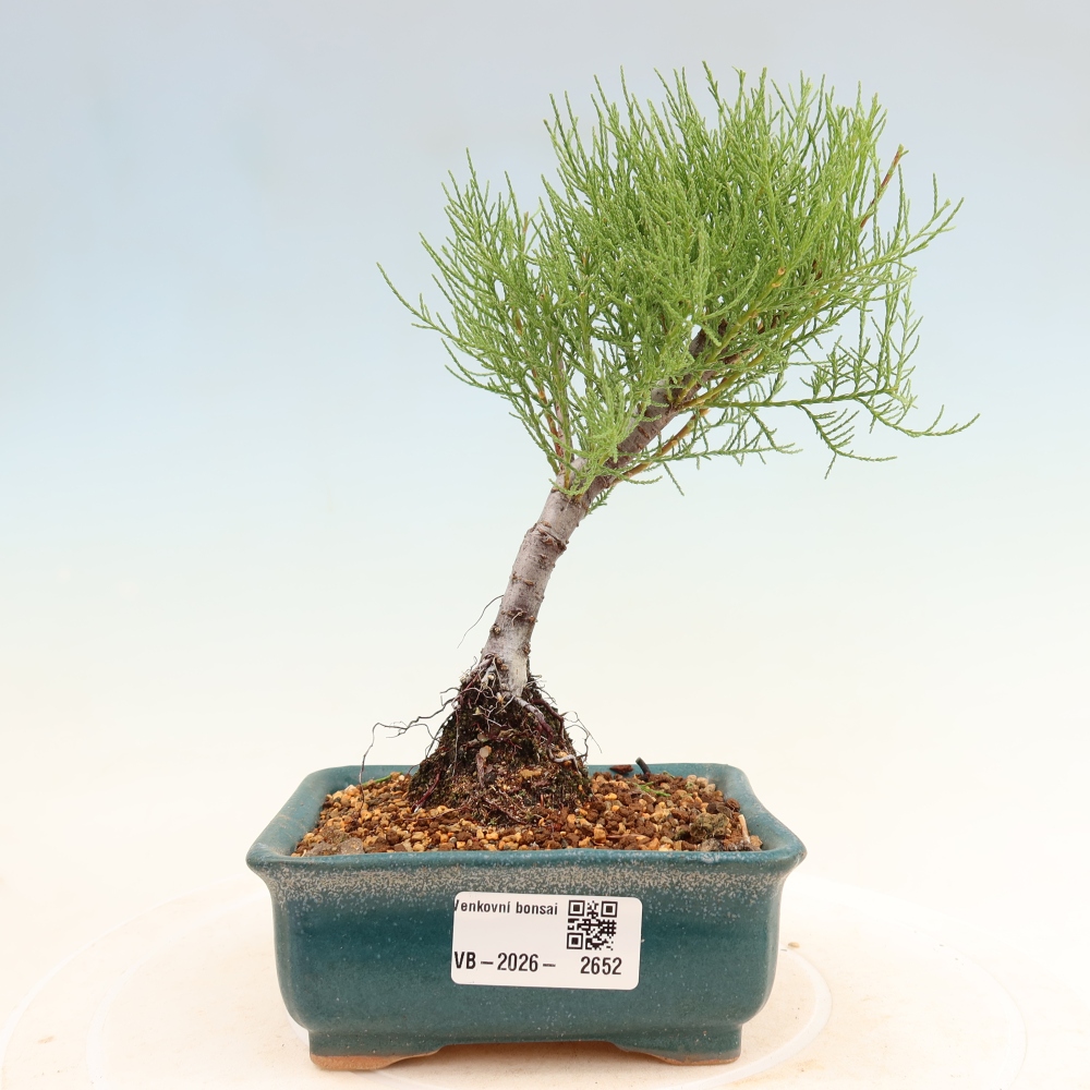 Bonsai ogrodowe – Tamaryszek – Tamarix