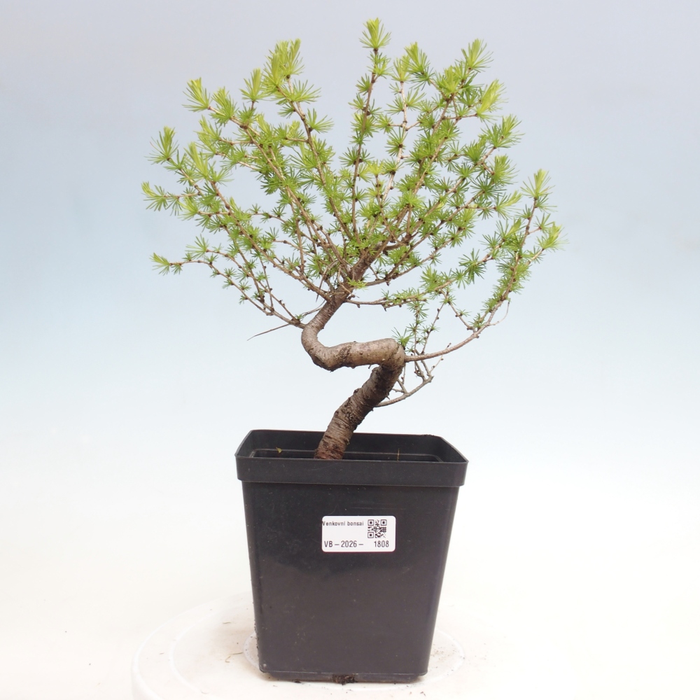 Bonsai zewnętrzne - Larix decidua - Modrzew