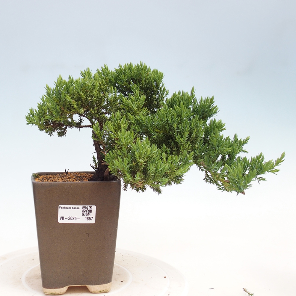 Plenerowe bonsai - Juniperus procumbens - Prostrate Juniper