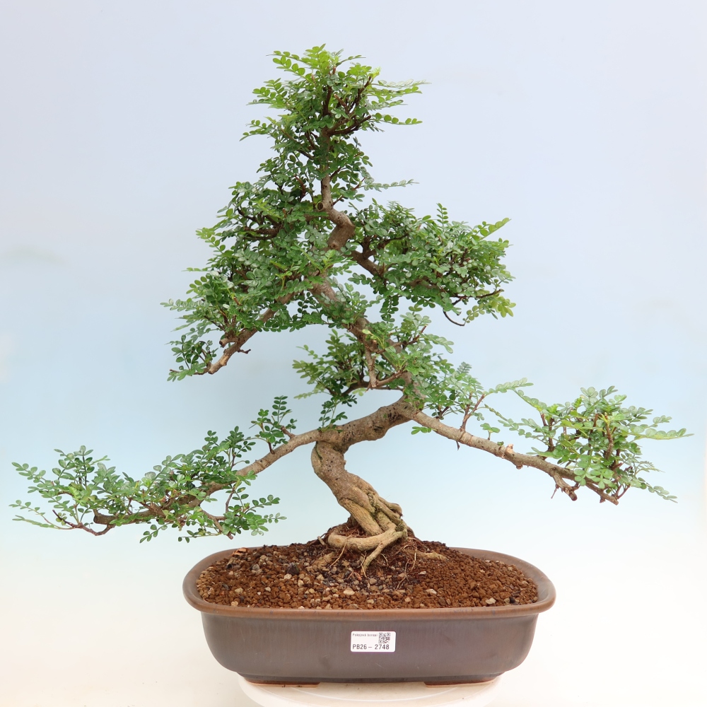 Pokój bonsai - Zantoxylum piperitum - drzewo pieprzowe