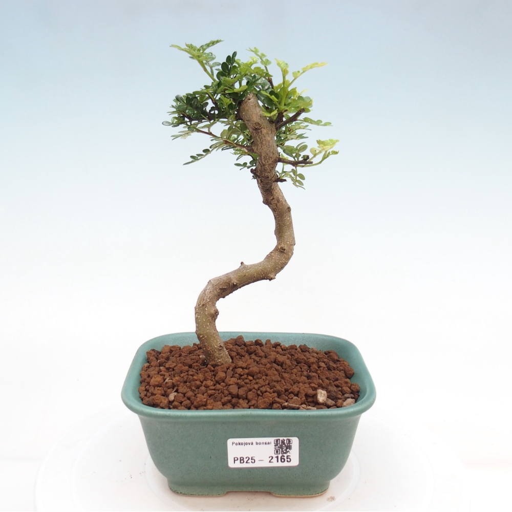 Bonsai do wnętrz - Zantoxylum piperitum - Mięta pieprzowa