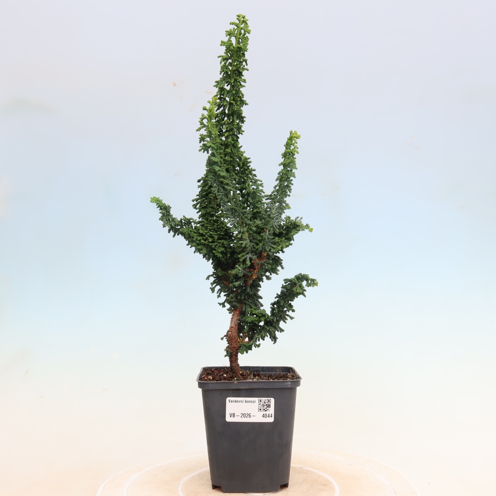 Bonsai zewnętrzne - Cham. obtusa SEKKA HINOKI - Cyprys