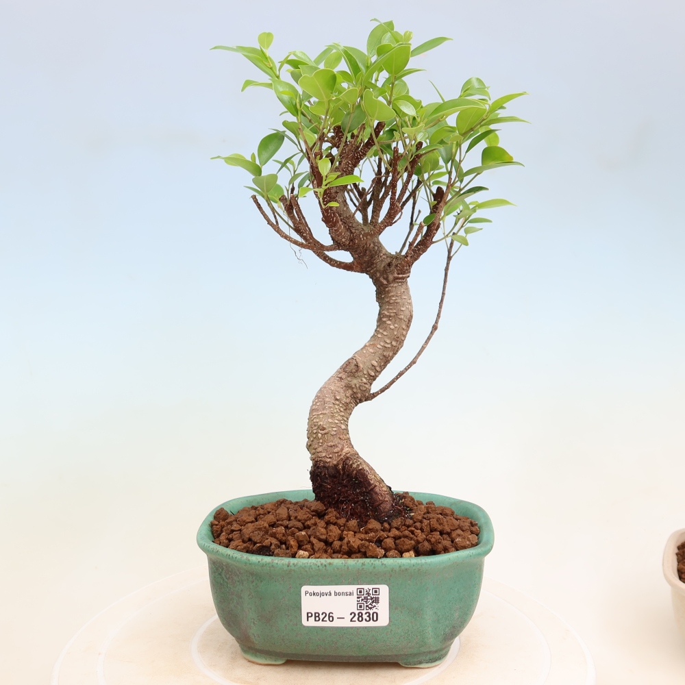 Pokój bonsai - Ficus kimmen - figowiec drobnolistny