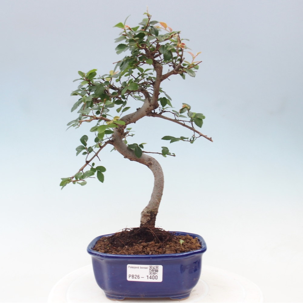 Pokój bonsai - Ulmus parvifolia - Wiąz drobnolistny