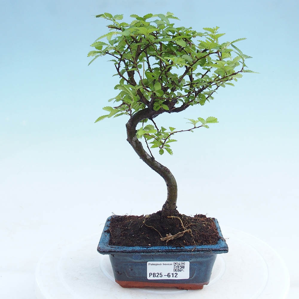 Bonsai wewnętrzne - Ulmus parvifolia - Wiąz drobnolistny