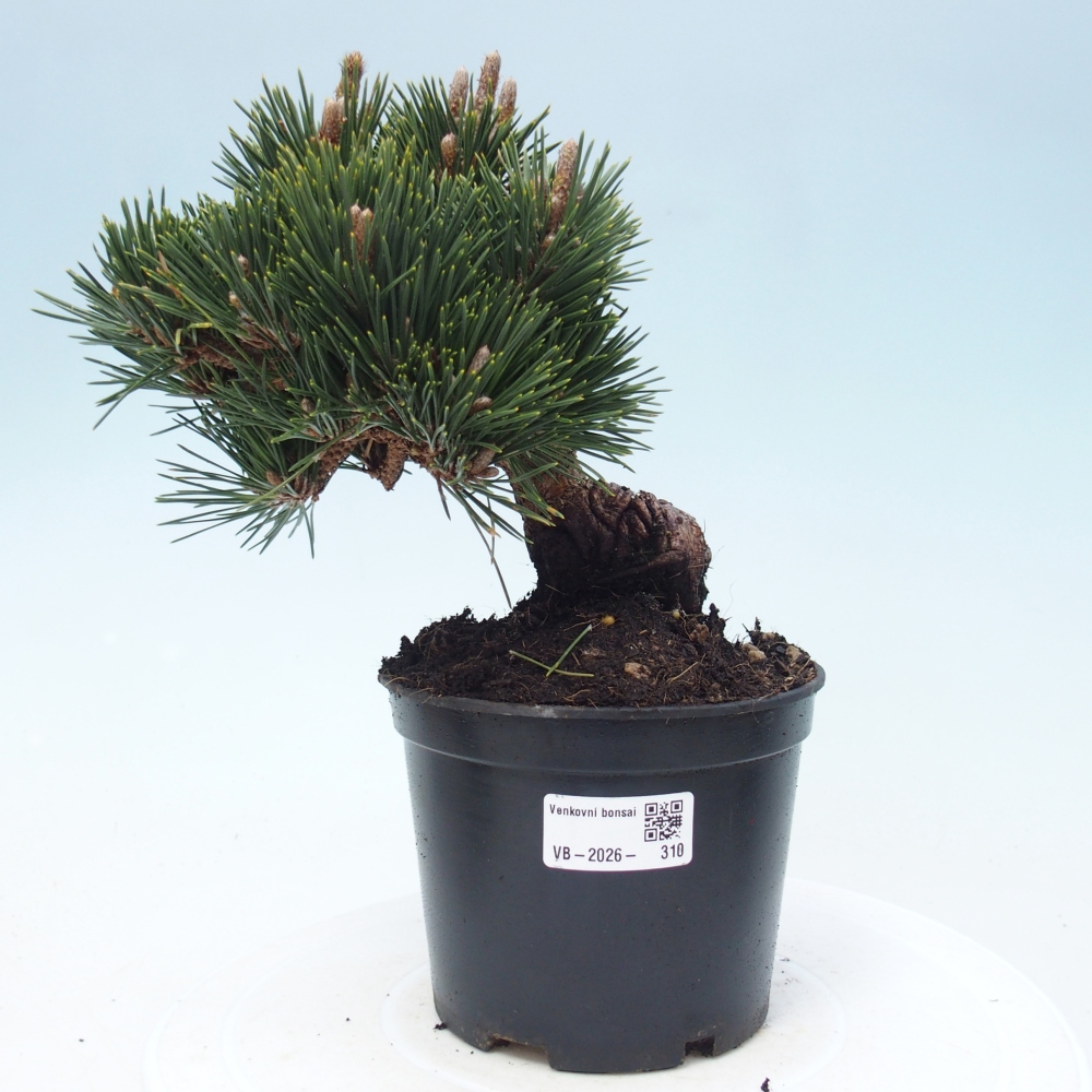 Outdoor bonsai - Pinus thunbergii senjyumaru - Sosna Thunberga