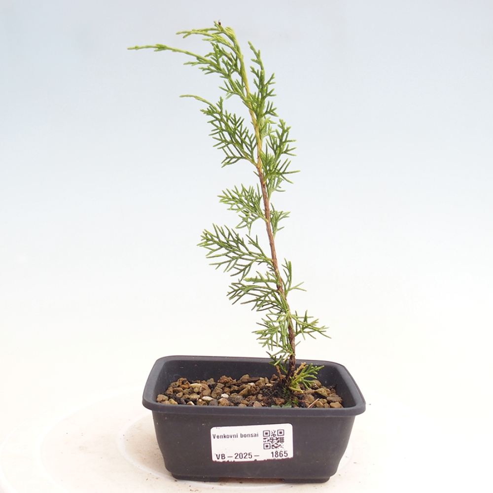 Outdoor bonsai - Juniperus chinensis Itoigawa - Jałowiec chiński