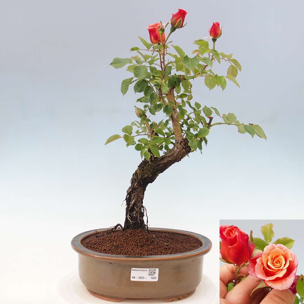 Bonsai na zewnątrz - Rosa Kordes - róża 