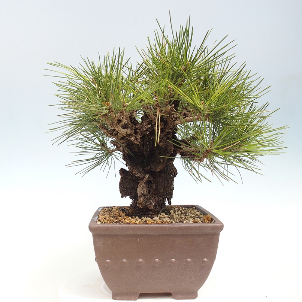 Outdoor bonsai - Pinus thunbergii - sosna Thunberga