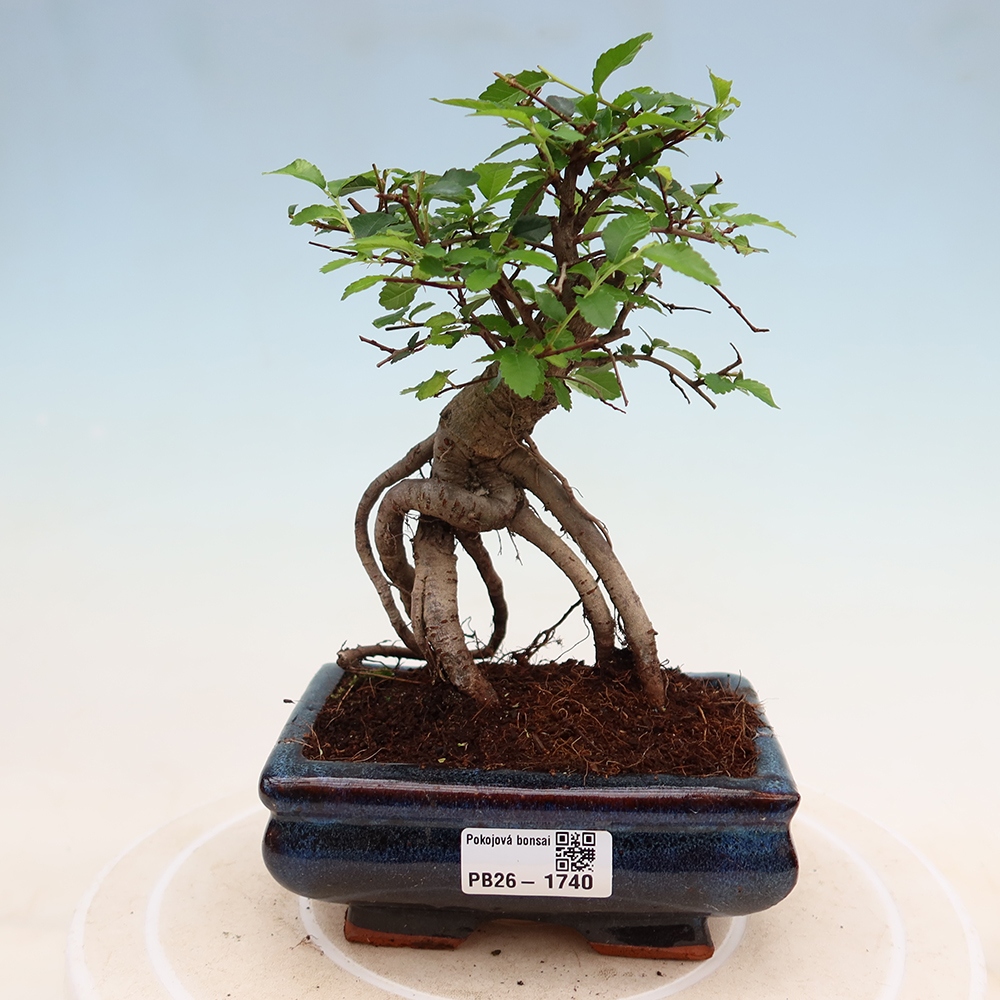 Pokój bonsai - Ulmus parvifolia - Wiąz drobnolistny