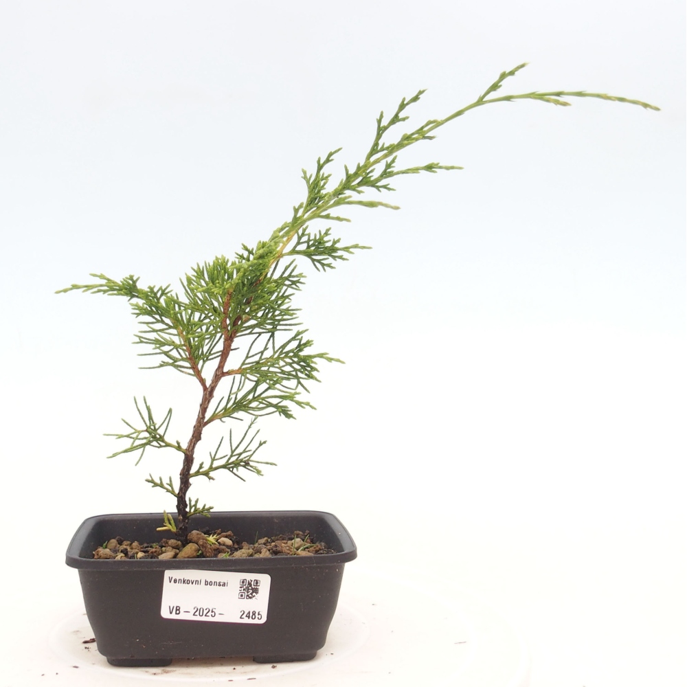 Outdoor bonsai - Juniperus chinensis Itoigawa - Jałowiec chiński