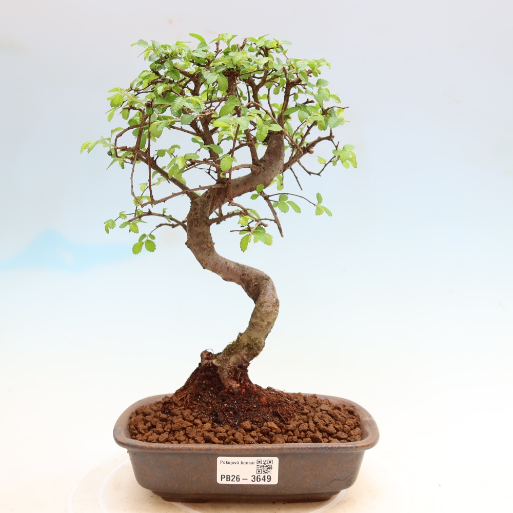 Pokój bonsai - Ulmus parvifolia - Wiąz drobnolistny