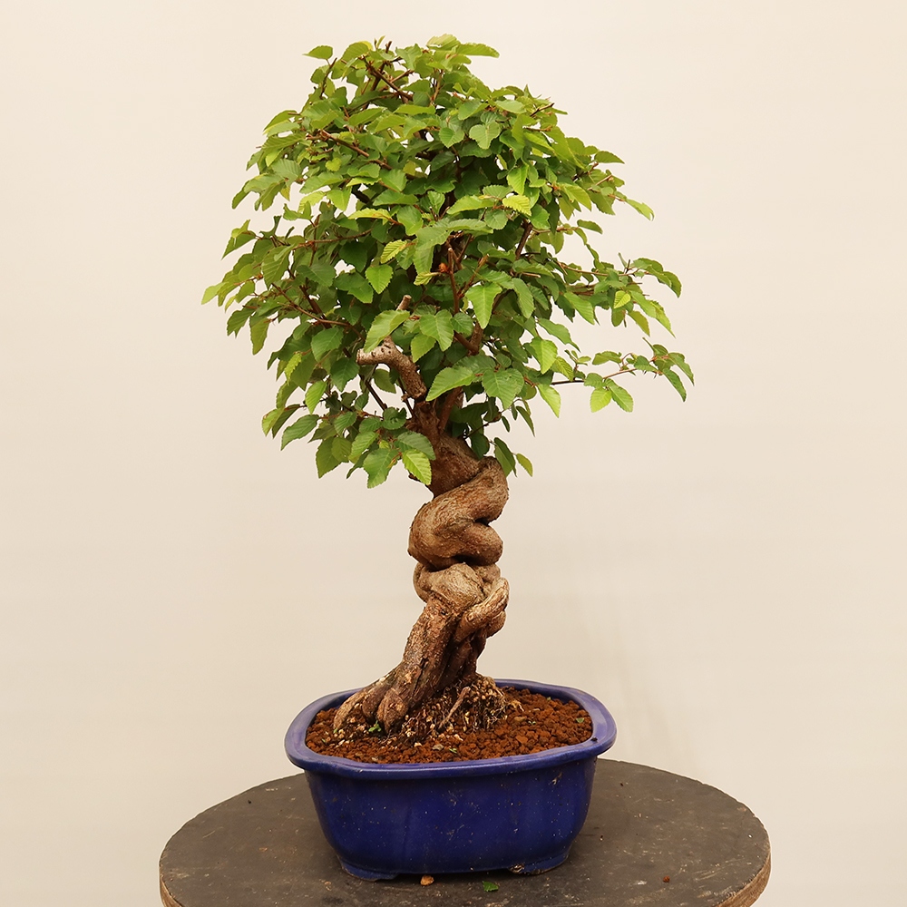 Bonsai plenerowe - Carpinus Coreana - grab koreański