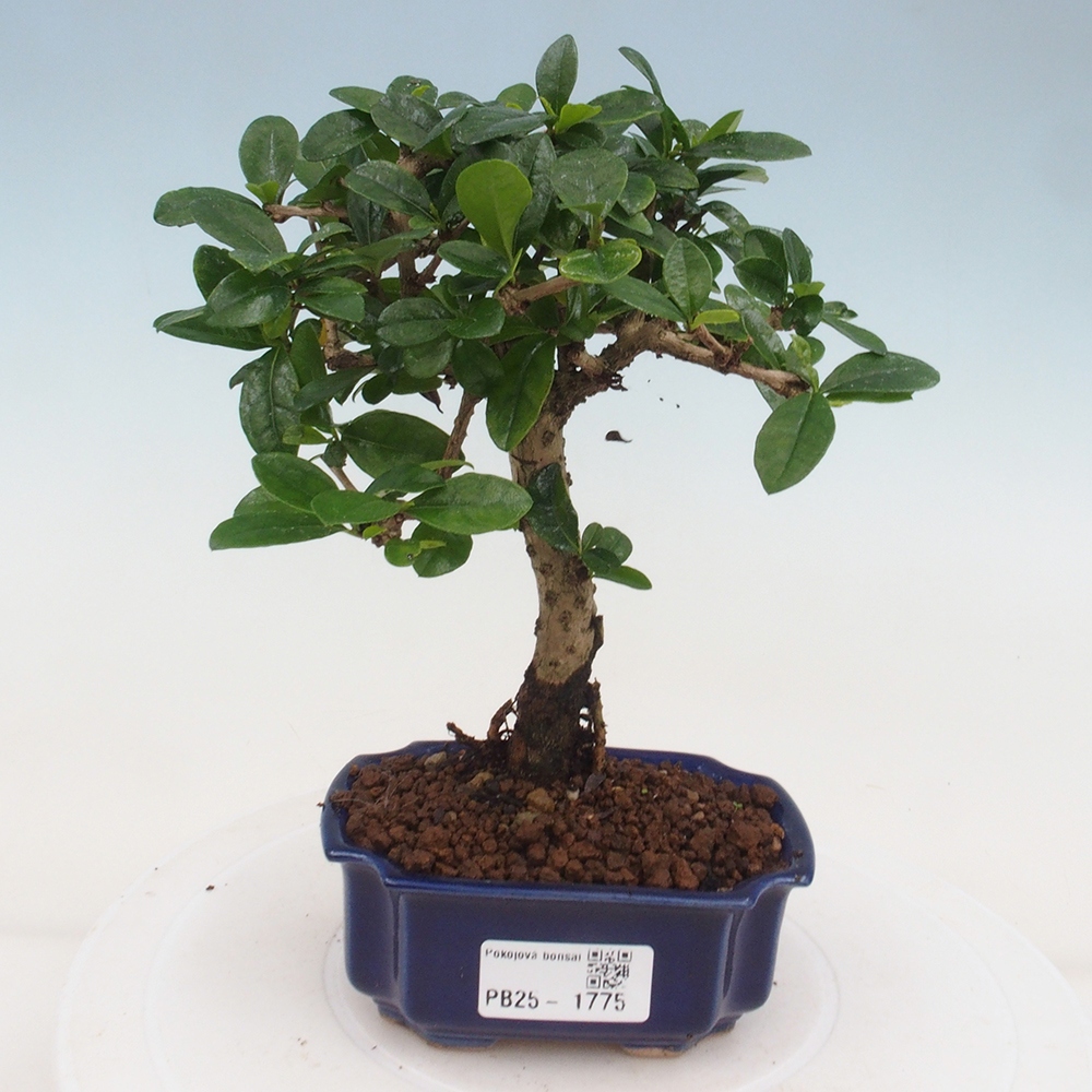 Bonsai wewnętrzne - Carmona makrophylla - Herbata Fuki