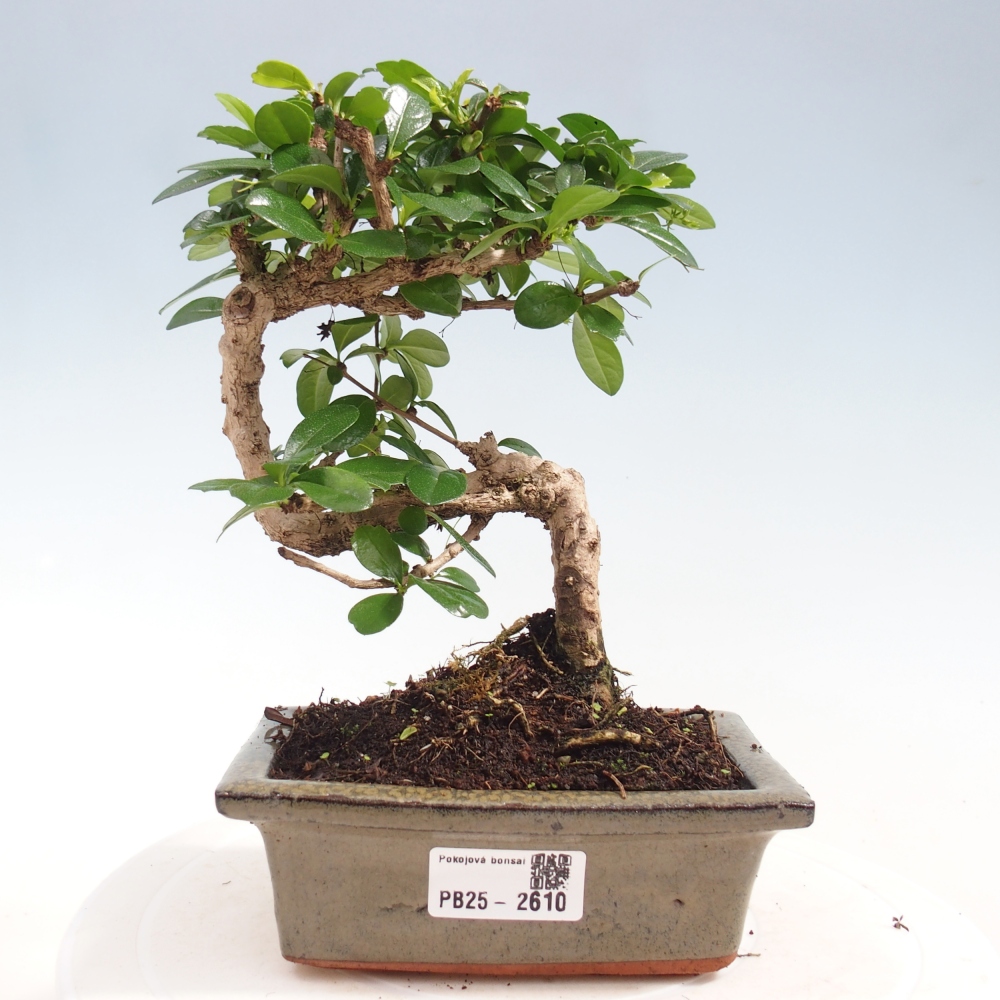 Bonsai wewnętrzne - Carmona makrophylla - Herbata Fuki