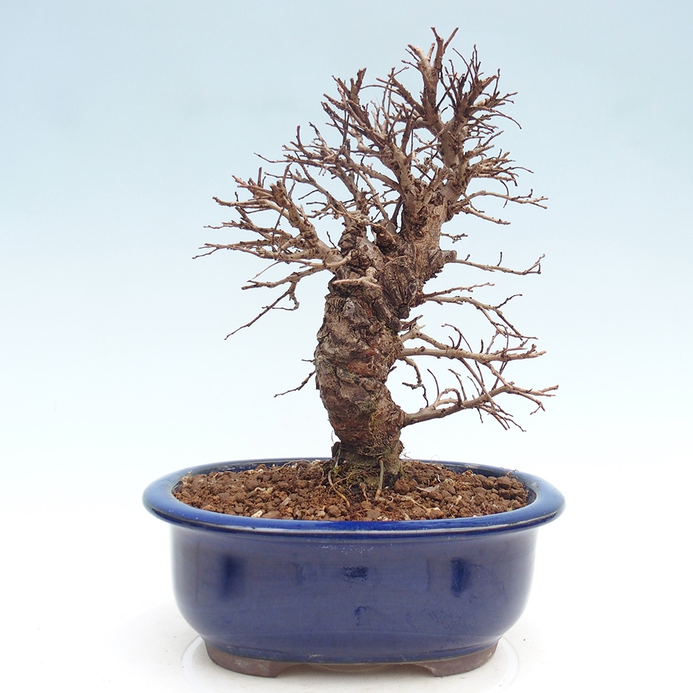 Bonsai zewnętrzne - Zelkova - Zelkova NIRE