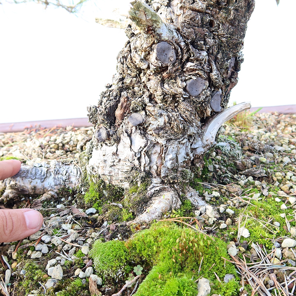 Pinus sylvestris Hiszpania – sosna zwyczajna