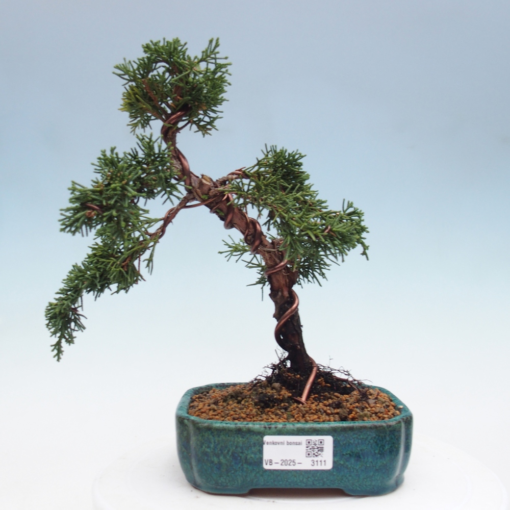 Bonsai zewnętrzne - Juniperus chinensis Kishu - Jałowiec chiński