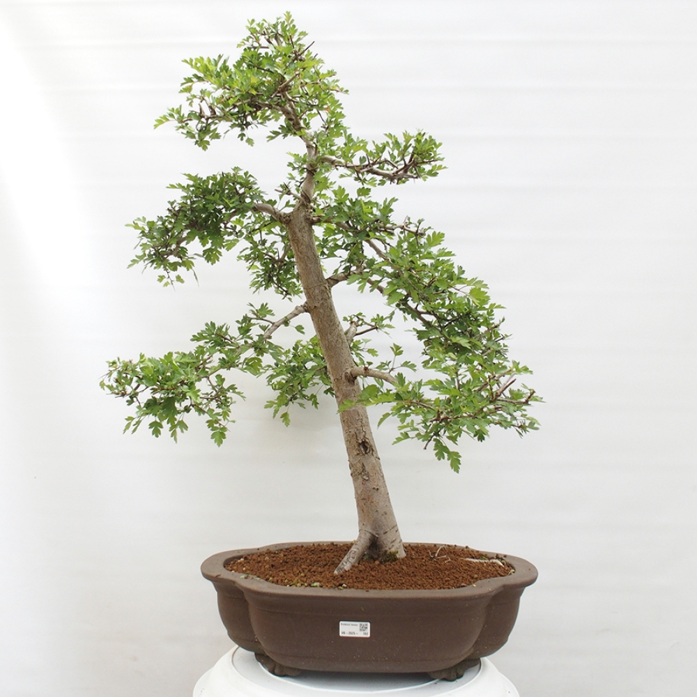 Bonsai zewnętrzne - Głóg - Crataegus monogyna