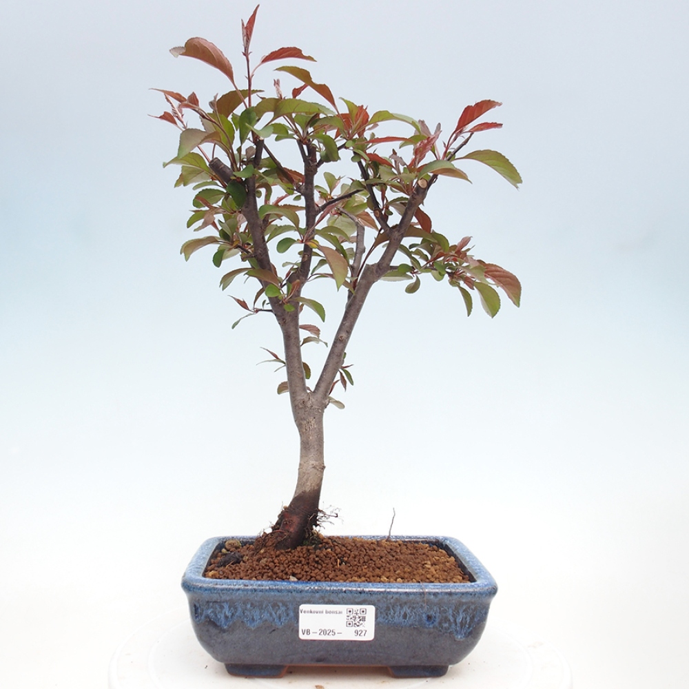 Bonsai zewnętrzne - Malus domowy - Jabłoń czerwonolistna o drobnych owocach