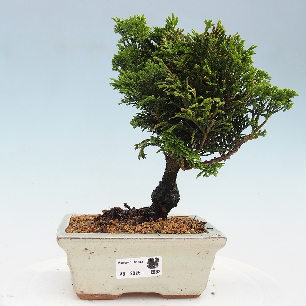 Bonsai na zewnątrz - Cham.pis obtusa Nana Gracilis - Cyprys
