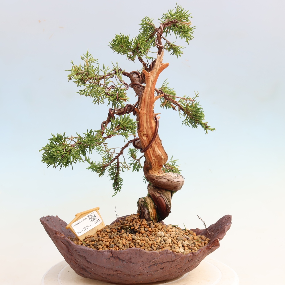 Bonsai ogrodowe – Juniperus chinensis Itoigawa – jałowiec chiński
