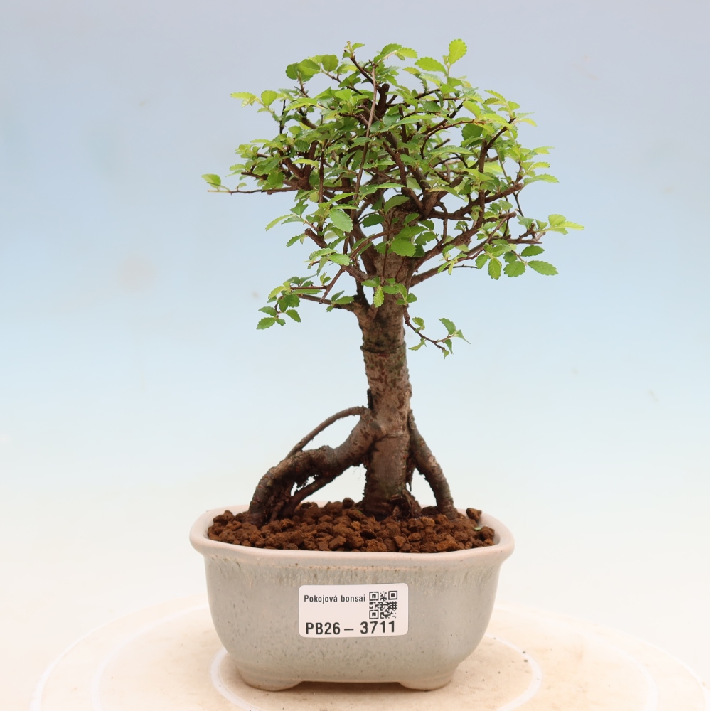 Pokój bonsai - Ulmus parvifolia - Wiąz drobnolistny