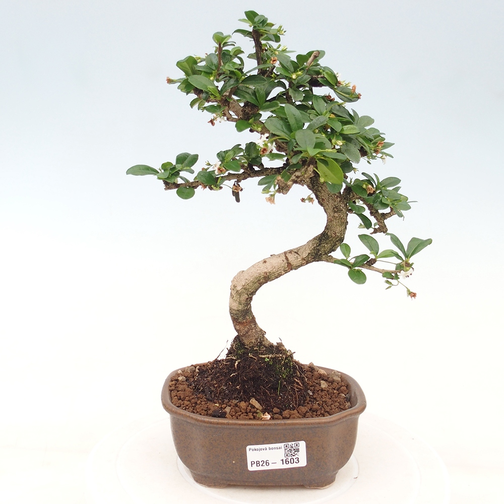 Bonsai pokojowe - Carmona macrophylla - Tea fuki