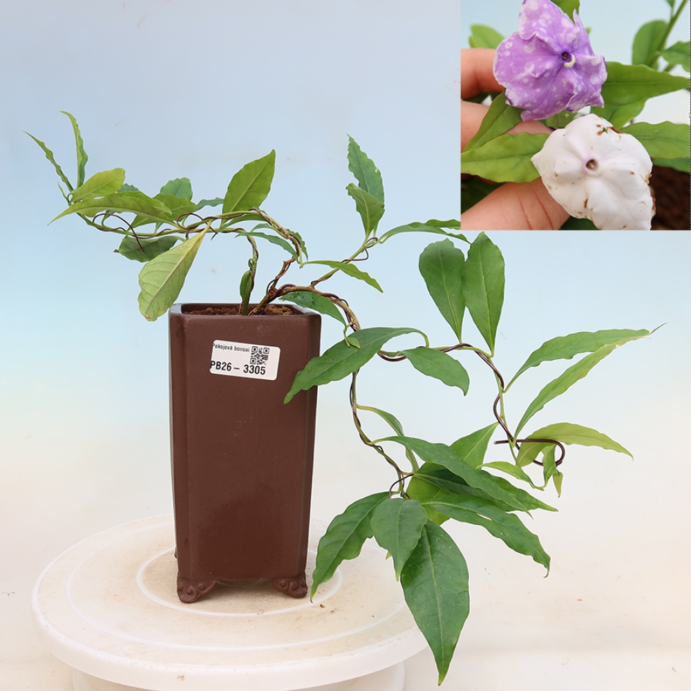 Bonsai pokojowe – Melati Costa – Brunfelsia