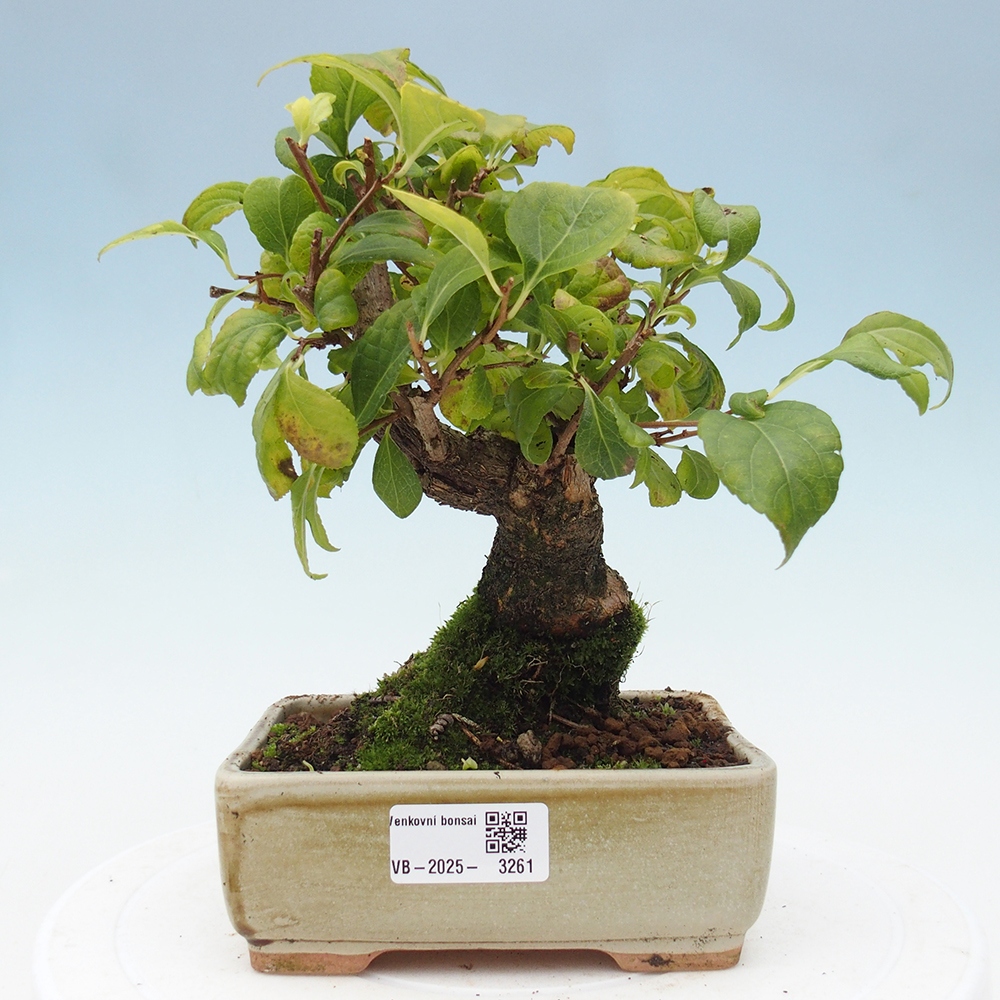 Bonsai na zewnątrz - Celastrus Jesenec