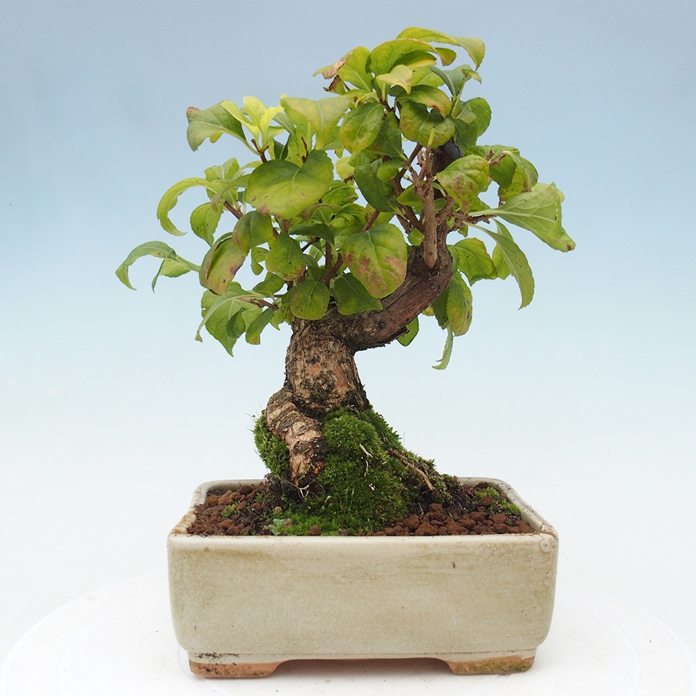 Bonsai na zewnątrz - Celastrus Jesenec