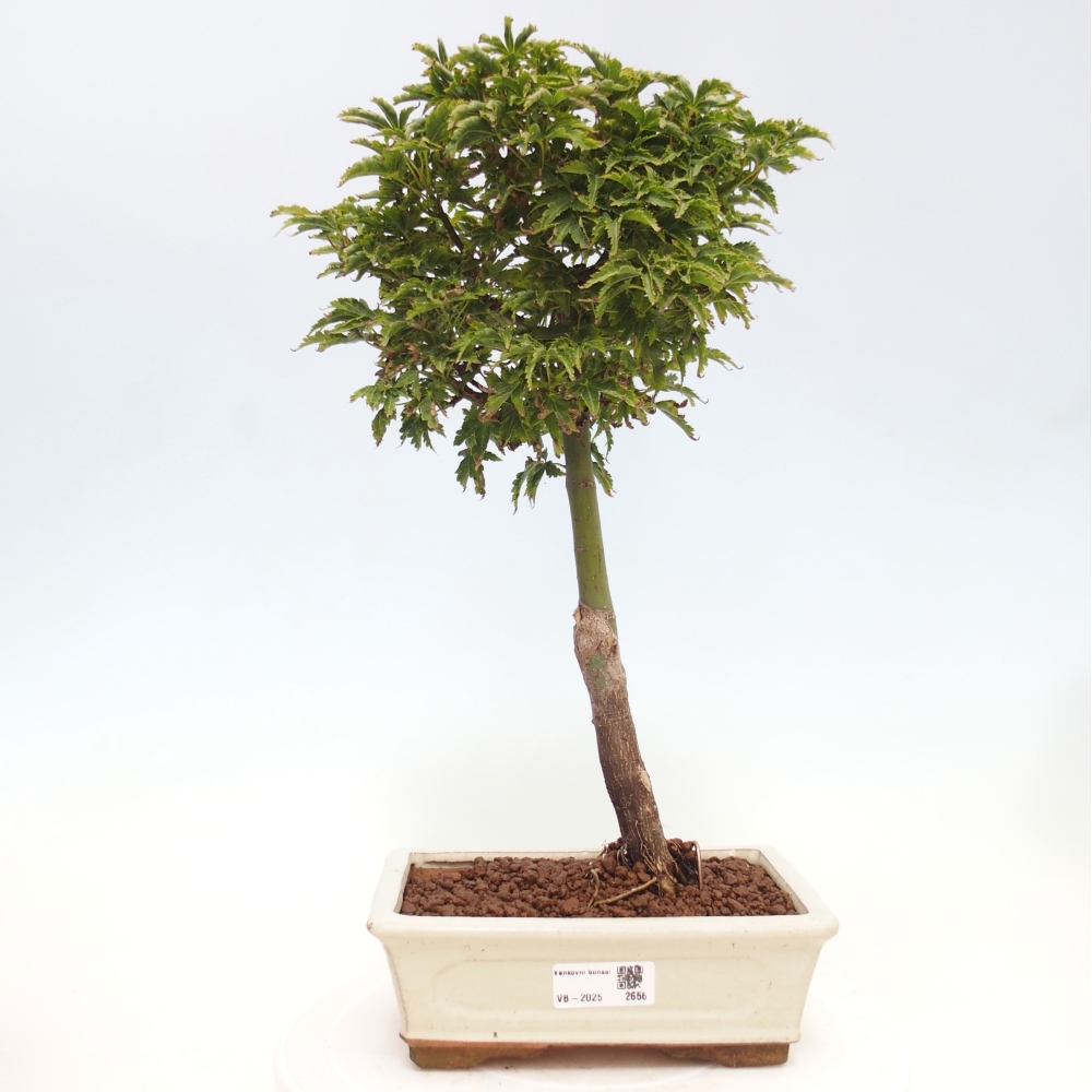 Bonsai zewnętrzne - klon Acer palmatum Shishigashira