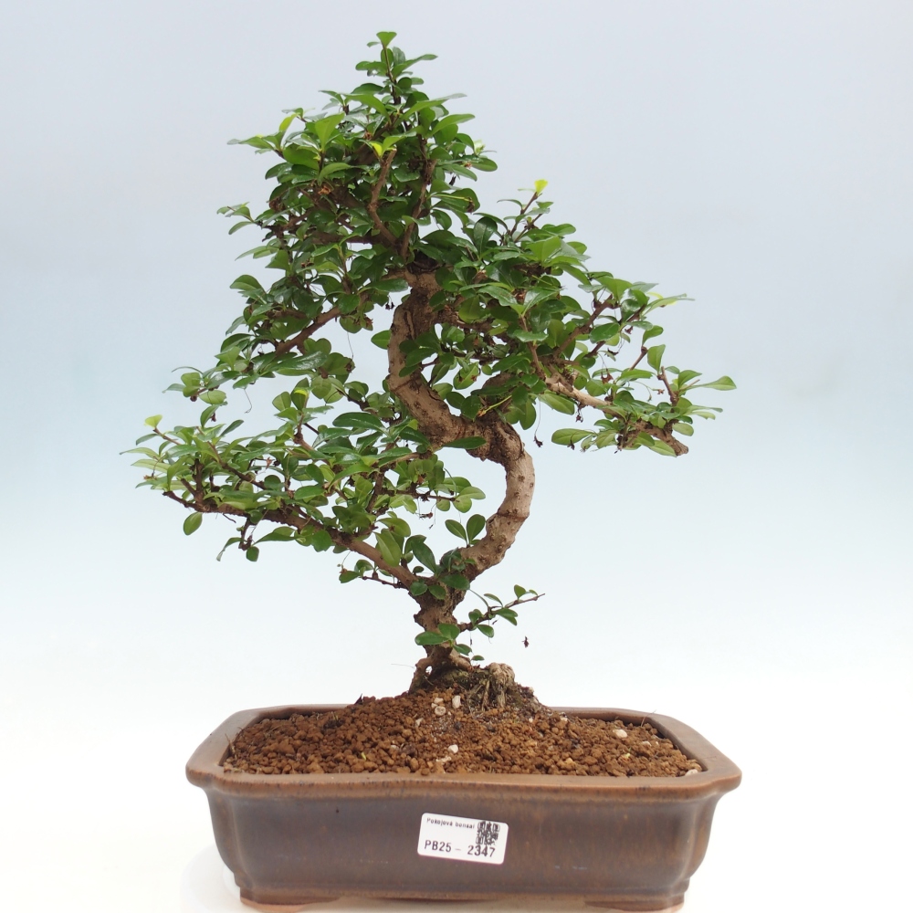 Pokój bonsai - Carmona macrophylla - Tea fuki