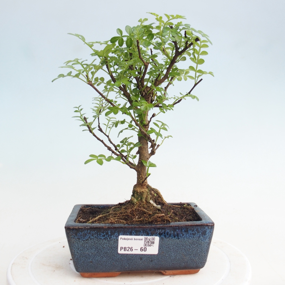 Pokój bonsai - Zantoxylum piperitum - drzewo pieprzowe
