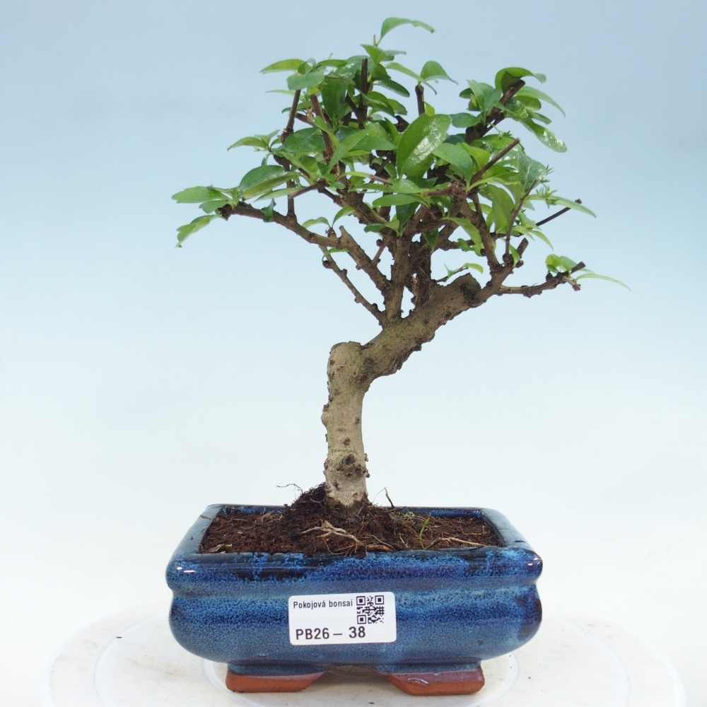 Bonsai pokojowe - Carmona macrophylla - Tea fuki