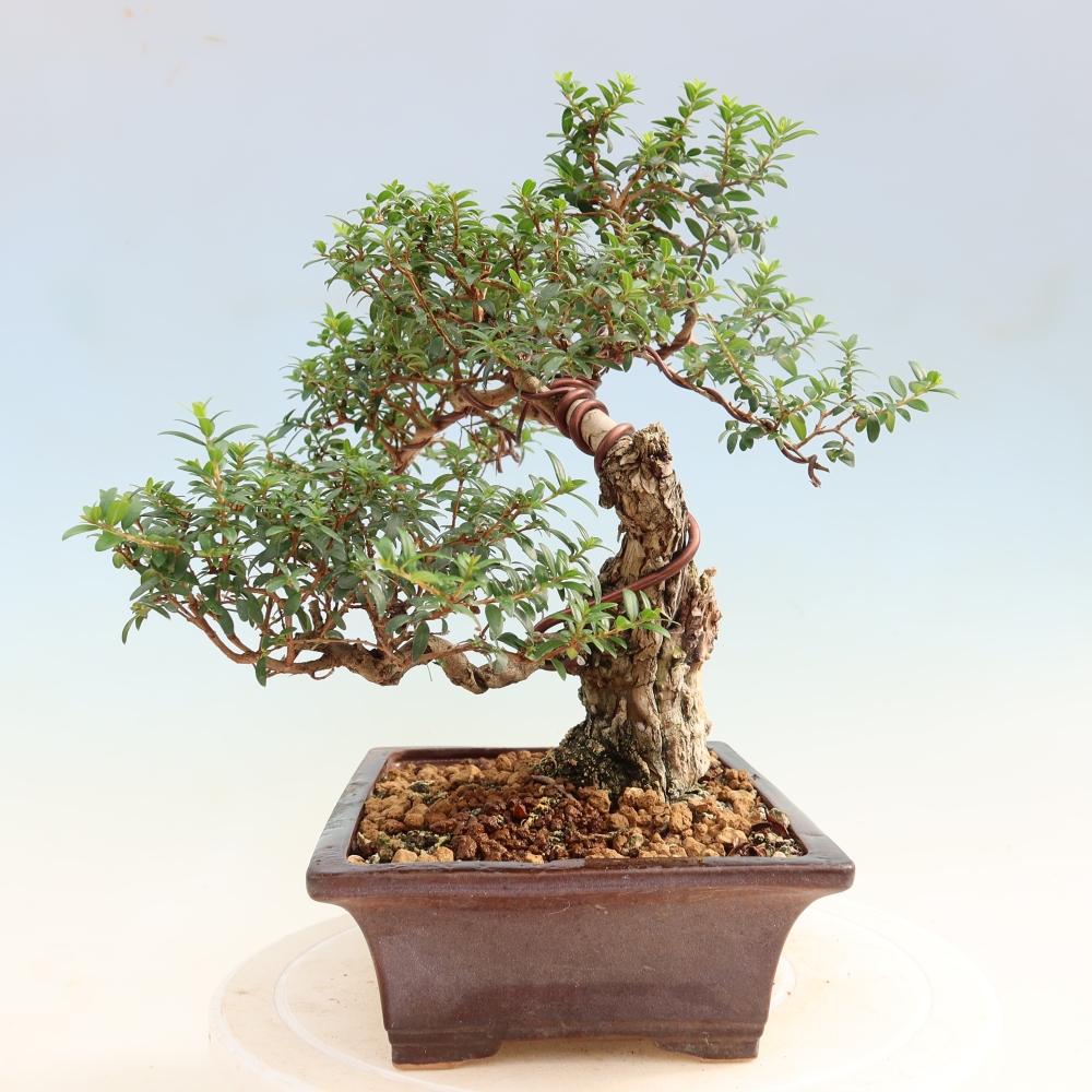Bonsai pokojowe – Myrtus communis – mirt pospolity