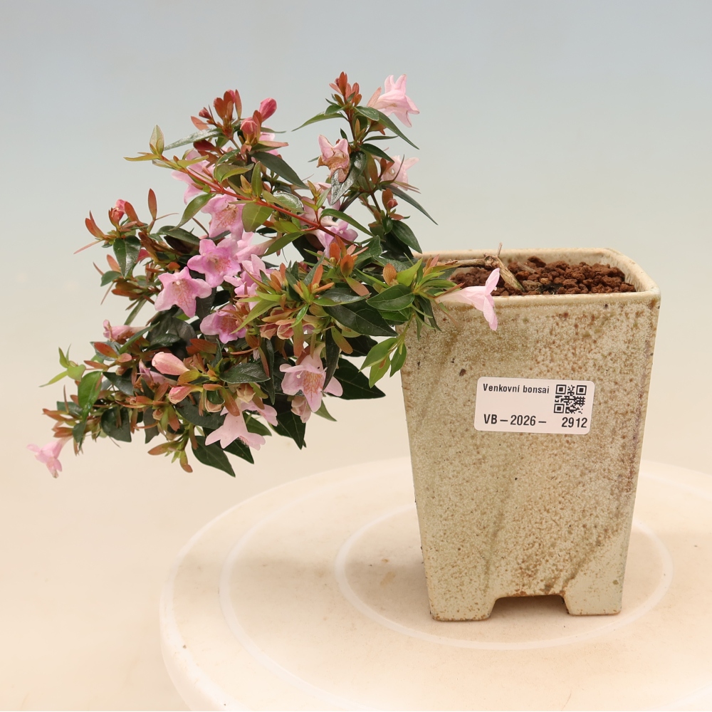 Bonsai ogrodowe – Abelia Edward Goucher – Abelia wielkokwiatowa