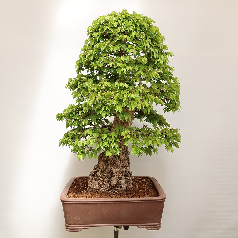 Bonsai plenerowe - Carpinus Coreana - grab koreański
