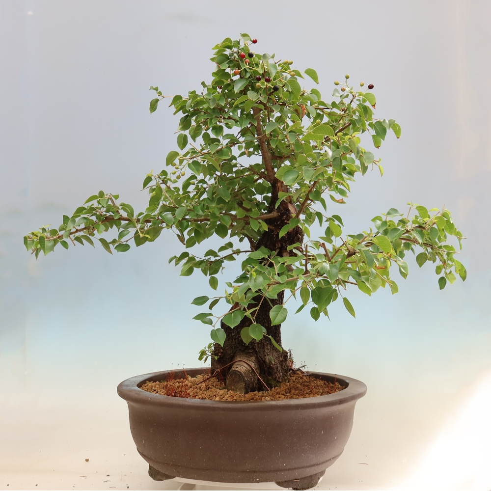 Bonsai ogrodowe – Mahalebka – Prunus mahaleb